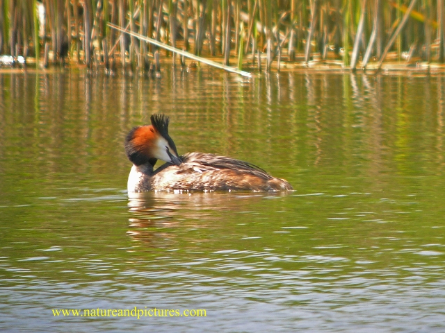 great crested grebe, grebes-2.jpg - GREAT CRESTED GREBE- RADIPOLE - WEYMOUTH, DORSET - 24/5/07